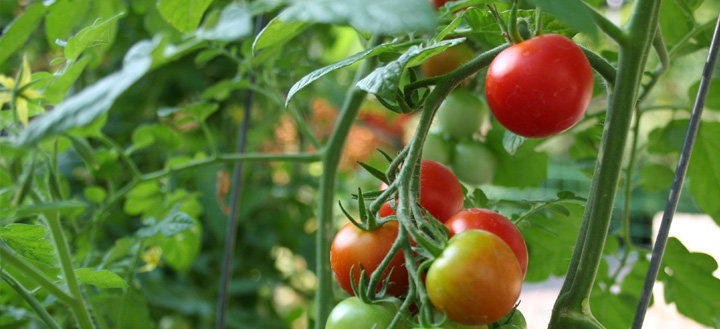 imagem noticia atelier jardinagem